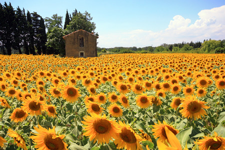 France - sunflowersの写真素材