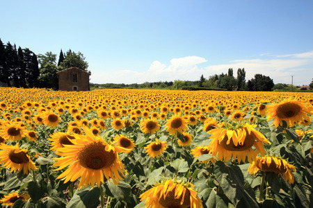 France - sunflowersの写真素材