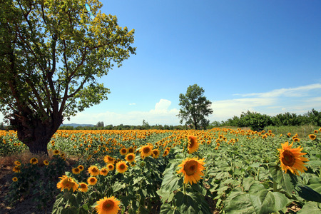 France - sunflowersの写真素材