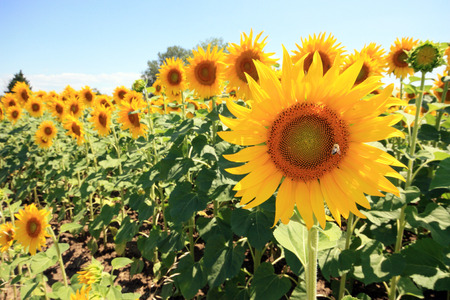 France - sunflowersの写真素材