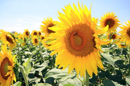 France - sunflowersの写真素材
