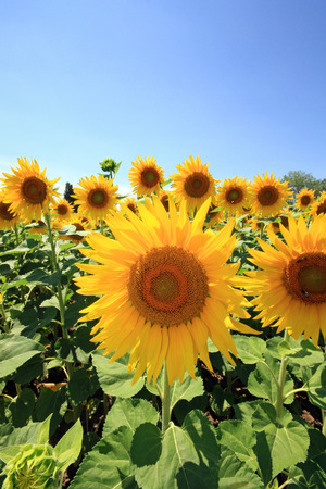 France - sunflowersの写真素材