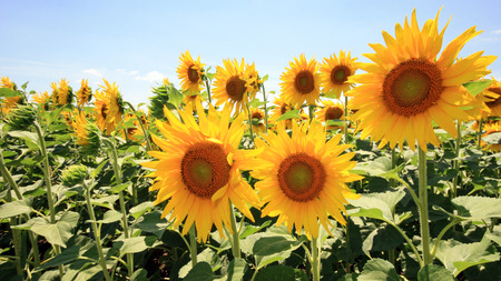 France - sunflowersの写真素材