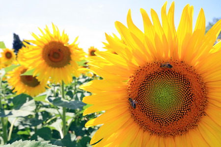 France - sunflowersの写真素材