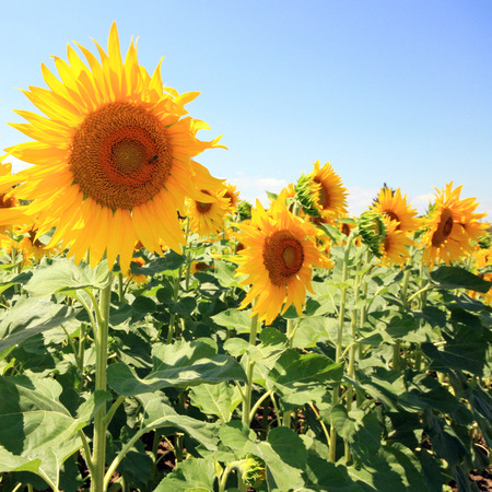 France - sunflowersの写真素材
