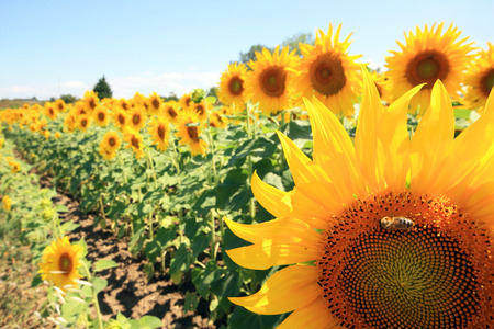 France - sunflowersの写真素材