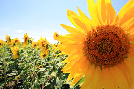 France - sunflowersの写真素材