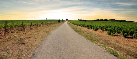 France - Vineyardsの写真素材