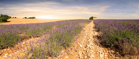 Provenceの写真素材