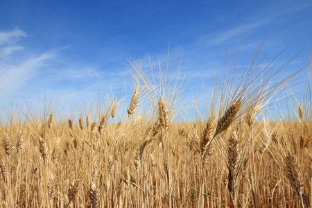 Provenceの写真素材