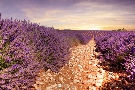 France - Valensole