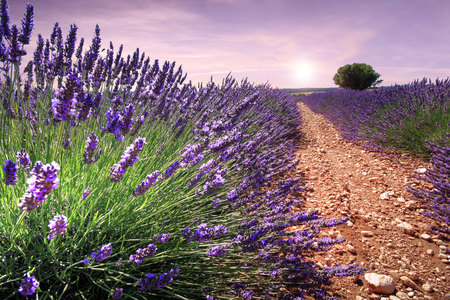 Nice view in the field of lavender in Provence (France)の写真素材