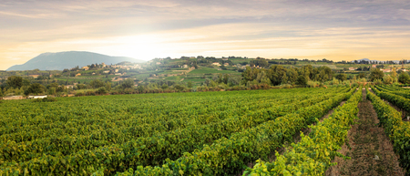 Vineyards in Provence in the South of Franceの写真素材