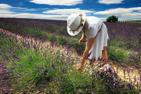 Girl in lavender in south of Franceの写真素材