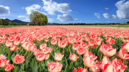Flowers from Provence in the South of Franceの写真素材