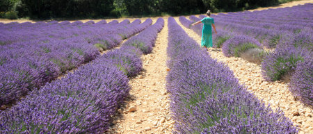 Lavender fields on the Valensole plateau - Franceの写真素材