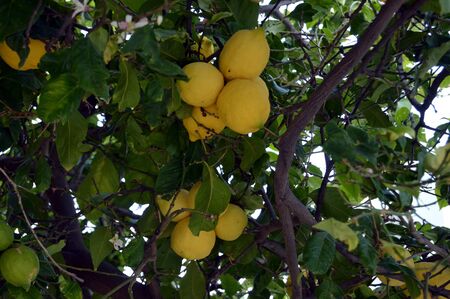 A cluster of lemons on a tree.の写真素材