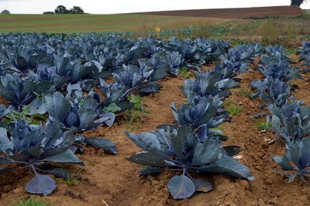 Several lines of cabbages red to cultivate in a field of Belgium.の写真素材