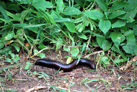 African huge centipede in the grass of Tanzaniaの写真素材