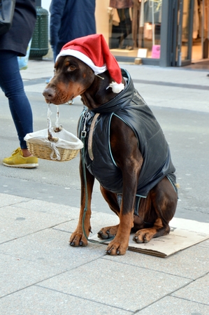 Dog sitting on the street holding a basket in the mouth with a christmas capのeditorial素材