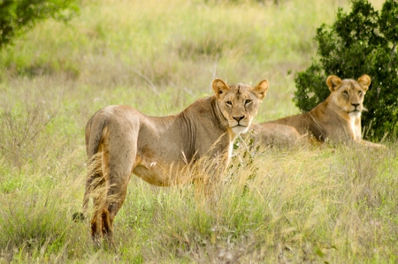 Two lionesses lying under a treeの写真素材