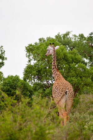 Giraffeの写真素材