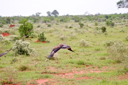 Eagle fasciate in flight over the savannahの写真素材