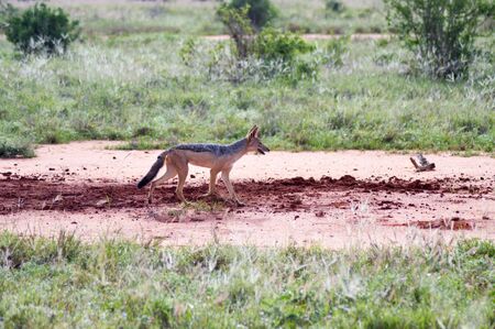 Jackal walking in the tall grassの写真素材
