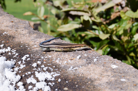 Lizard posing on a wall at the top of the savannah of Tsavo East in Kenyaの写真素材
