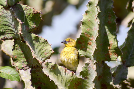 Weaver posing on a cactus in East Tsavo Park in Kenyaの写真素材