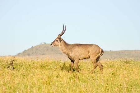Topi has a slow gait in the savanna of West Tsavo Park in Kenyaの写真素材