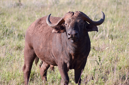 Isolated Buffalo in Tsavo West Park in Kenyaの写真素材