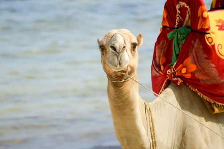 Head of a dromedary with the ocean in background on the beach of Bamburi in Kenyaの写真素材