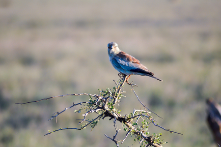 Roller with long strands on a tree in the savannah of Tsavo West park in Kenyaの写真素材