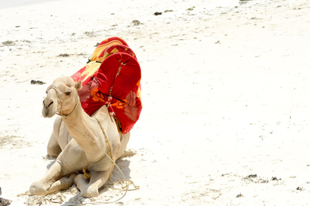 Dromedary sitting on Bamburi beach in Kenyaの写真素材