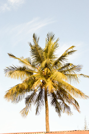 Palm tree seen from the bottom with branches of other palm trees of all sidesの写真素材