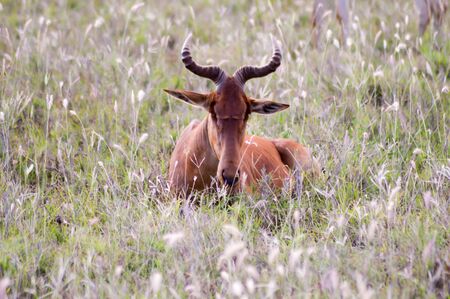 Hirola in the savanna of Tsavo West Park in Kenyaの写真素材
