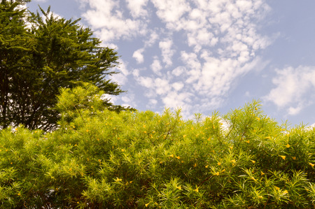 Shrub with yellow flowers and a green tree on a blue sun backgroundの写真素材