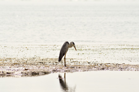 Gray heron in the water on the beach of Bamburi in front of the Indian oceanの写真素材