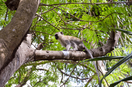 Monkey vervet on a branch in the town of Bamburi in Kenya