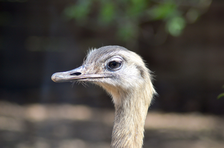 Head of a female ostrich in an animal park in Franceの写真素材