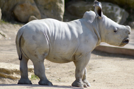 Young rhinoceros on a rock background in a wildlife park in Franceの写真素材