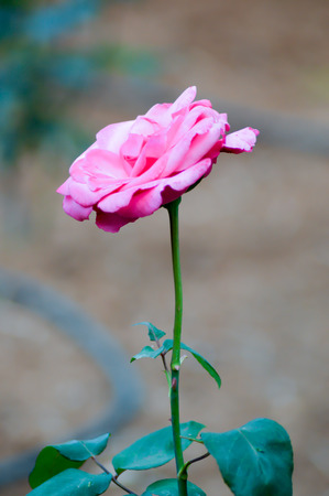 Pink rose in the garden of a hotel in Creteの写真素材