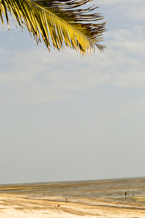 Palm tree branch against blue sky and Bamburi beach in Kenyaの写真素材