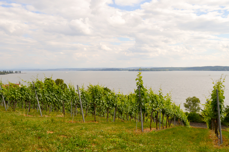 View of vine plants in Uhldingen in Baden Württemberg on Lake Constance in Germanyの写真素材