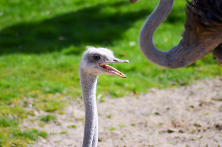 Head of a female ostrich in an animal park in France