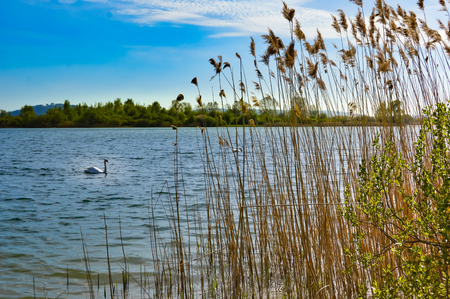 View of the lake of madine in the Meuse in Franceのeditorial素材