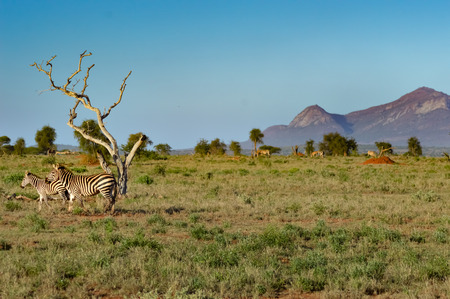 Zebra and her cub in West Tsavo Park in Kenyaの写真素材