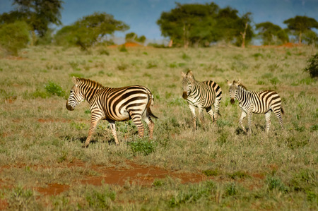 Zebra lying in the savanna of Tsavo West Park in Kenyaの写真素材