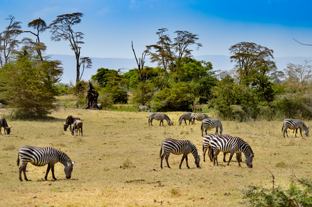 Herd of zebras grazing in the savannah of Tanzaniaの写真素材